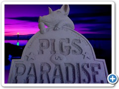 Pigs n Paridise for Seminole Casio
